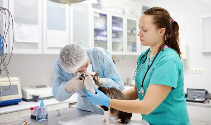 checkup-pet-cat-ears-otoscope-vet-veterinarian-doctor-check-clinic-examine-cornish-rex-health-breed_t20_WxrPRg checkup-pet-cat-ears-otoscope-vet-veterinarian-doctor-check-clinic-examine-cornish-rex-health-breed_t20_WxrPRg